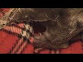 minature schnauzer birth