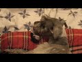 minature schnauzer birth