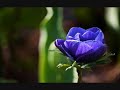den blå anemone