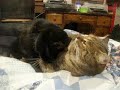 3CoolKats Episode 17, Who Will Win This Time???