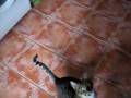 videos de Timmy Cat