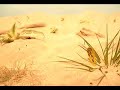 killer-bees.html