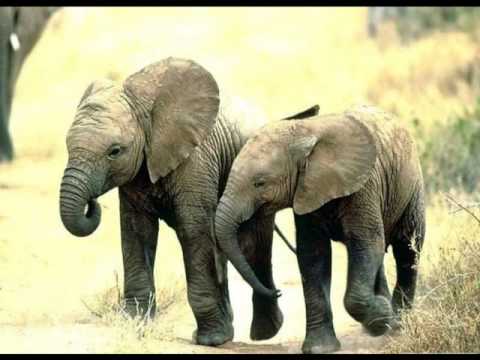 Elefante Africano - African elephant and the human nature