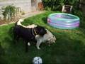 videos de giant schnauzer and mini pool