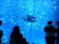Whales & Groupers