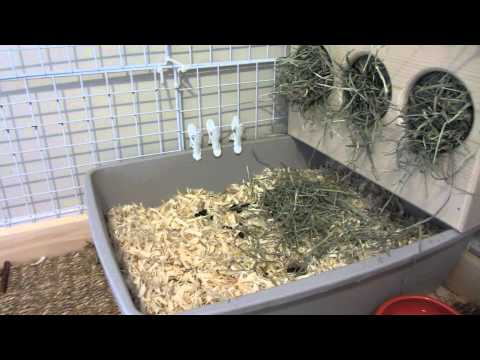 how to train potty train a bunny