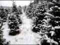 Chistmas Tree Hunting