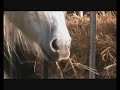 A year in the life of a Highland pony A year in the life of a Highland pony