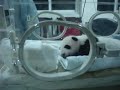 baby panda, chengdu baby panda, chengdu
