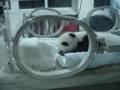 baby panda, chengdu