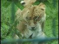 Tiger und L�we (Liger)