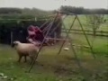 Crazy Sheep Crazy Sheep