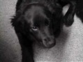 marley flat coated retriever