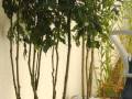 videos de DOM VERDE -FILME 2.wmv