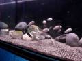 Maylandia callainos - Cynotilapia afra