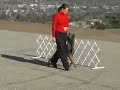 cisu advanced obedience training