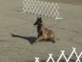 cisu advanced obedience training