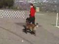 Cisu Advanced Obedience Training