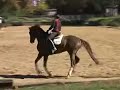 This beautiful 11 yr old Oldenburg gelding is an amateur rider's dream horse. Garfield was successfully trained to compete and win in Europe at the Fourth Level. See more Dutch Warmbloods for all levels of Dressage rider at www.ColdstreamImports.com