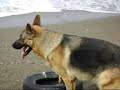 Les Attaques d'un Chien Berger Allemand YORCK de Bologhine, Alger.