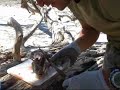 Spearing and Prepping and Iguana for BBQ