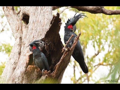 <p>Conservation of Palm Cockatoos in Australia</p>
 video thumbnail