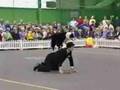Concours maître-chien