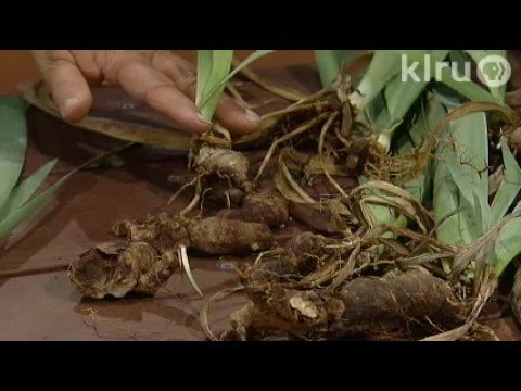 how to split and replant irises