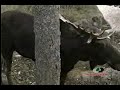 Mossy Oak - Moose vs. Stump Mossy Oak - Moose vs. Stump