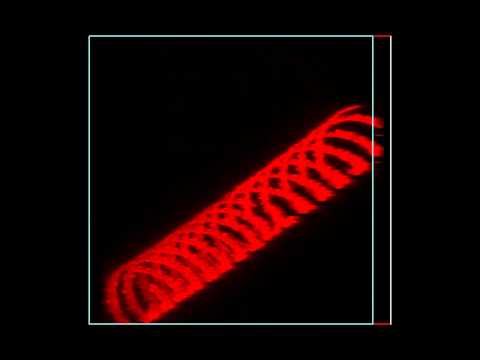 Spirogyra chloroplast 3D reconstruction (Thu AM 308 group 1 Nikon)