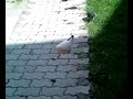 pellumbat.a pellumbat.a