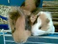 Twinky, Camilla e prole