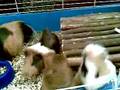 Twinky, Camilla e prole