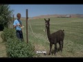 Napoleon Dynamite – Eat the Food!