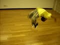 learn the dynamics version of the whoop rico dance