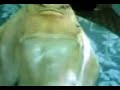 Click here to watch this video insan yüzlü balık