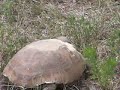 Gopher Tortoise Gopher Tortoise