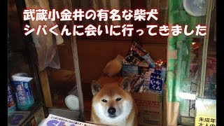 【東京都】へいらっしゃい！とお客を出迎えてくれる柴犬くんがカワイイ♪