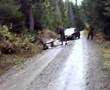 videos de elg blir skutt