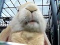 beau the english lop eating, so funny! :)