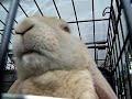 beau the english lop eating, so funny! :)