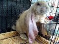 beau the english lop eating, so funny! :)