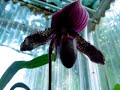flower minute 46