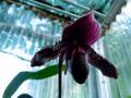 paphiopedilum sweepstakes cross
