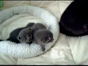 videos de Blauwe Russen kittens van Bizette- fimpje 3