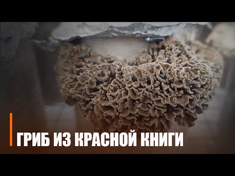 На территории национального парка «Припятский» нашли редкий краснокнижный гриб видео