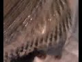None (VIDEO_004.mpeg) None (VIDEO_004.mpeg)