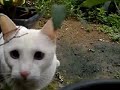 Gatinha Lilica