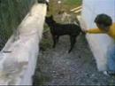 chien sksaki pit bull