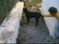chien sksaki pit bull
